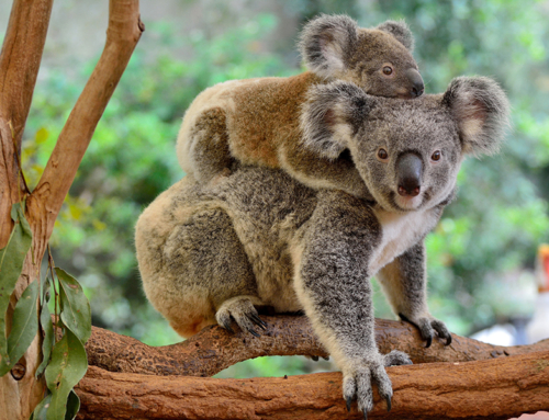 Australia