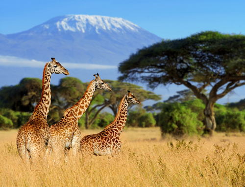 Africa
